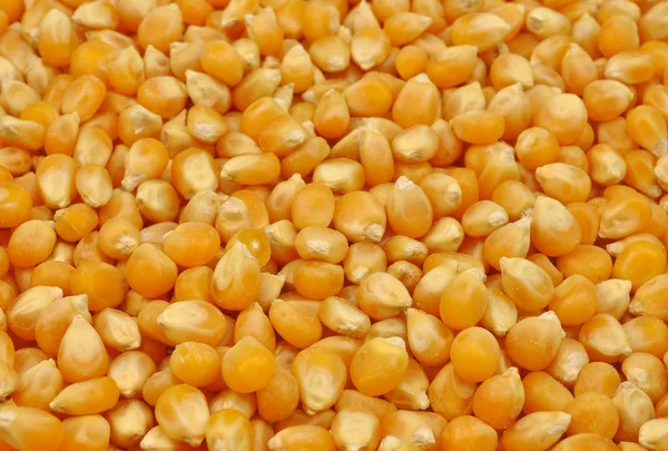 Gedroogde maïs zaden — Stockfoto