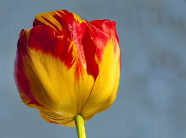 Tall Tulip — Stock Photo, Image