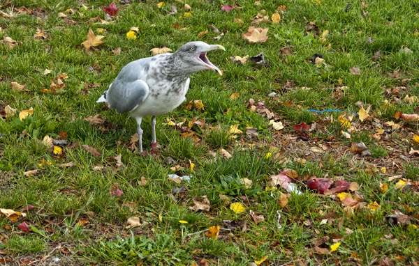 Squawking Gull — Stock Photo, Image