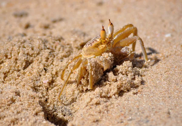 stock image Crab on a beach