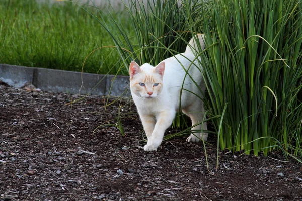 stock image Jinx the cat