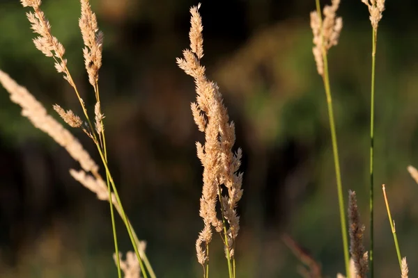 Wheat grass Stock Image
