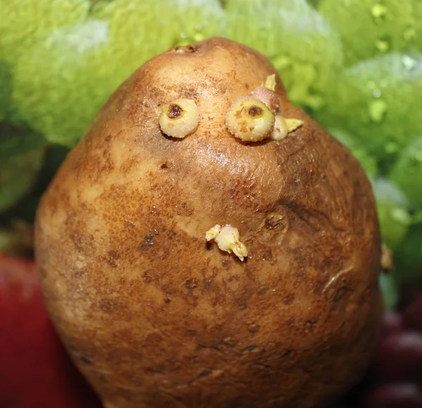 Live potato — Stock Photo, Image