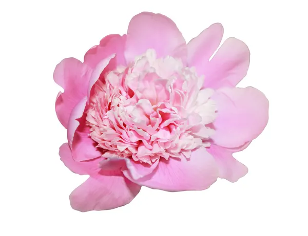 Peonia rosa isolata — Foto Stock