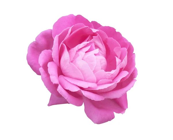 孤立的粉红玫瑰 — 图库照片