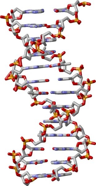 Podwójna spirala DNA — Zdjęcie stockowe