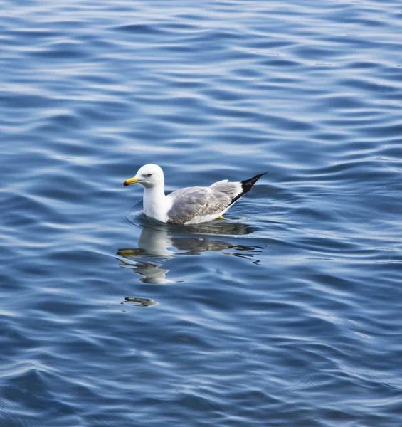 stock image Seagull on water