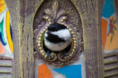 Black-capped chickadee in the birdhouse clipart