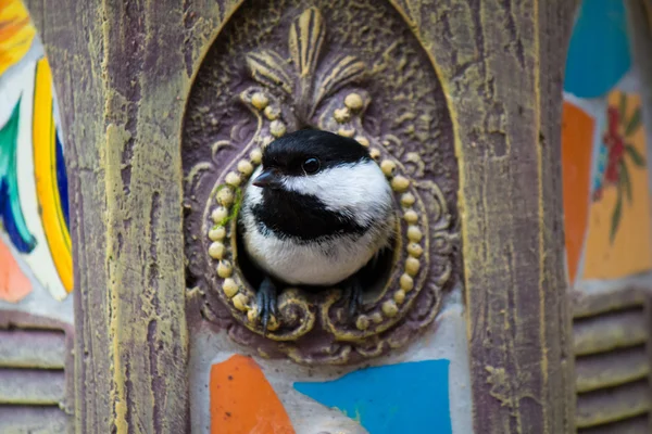 Black-capped chickadee in the birdhouse — Stock Photo, Image