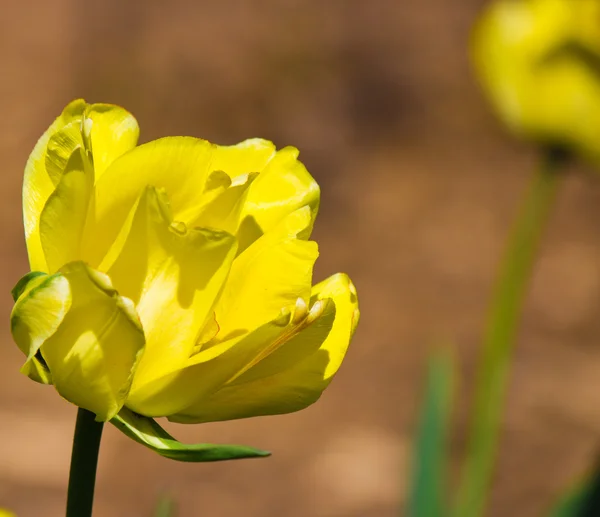 Stock image Flower in bloom