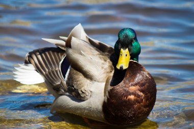 Male Mallard Duck clipart