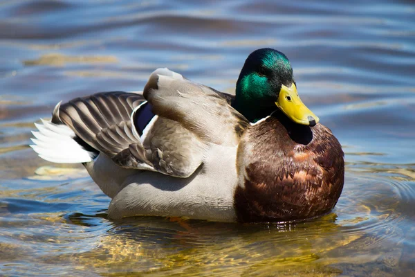 Male Mallard Duck — Stock Photo, Image