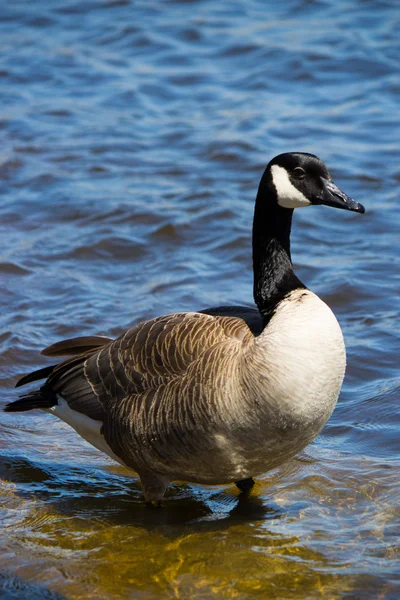 Canadian goose — Stock Photo, Image
