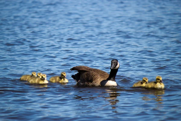 Ganso canadiense nadando con sus crías . —  Fotos de Stock