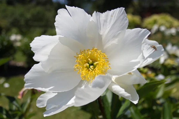 Pivoine Flower in Bloom — Stock Photo, Image