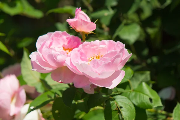 Constance Spry Roses in Bloom — Stock Photo, Image