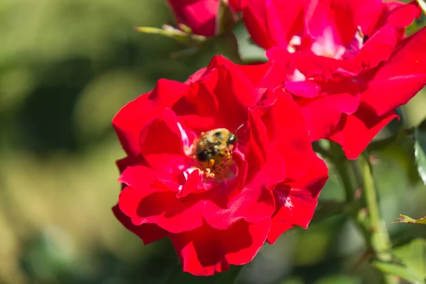 stock image The Bee and the Rose