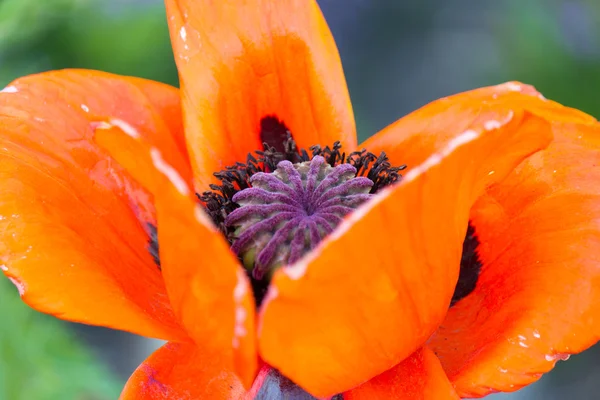 Poppy Flower in Bloom — Stock Photo, Image
