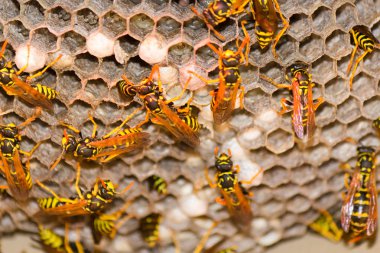 eşekarısı yuvası - vespula germanica