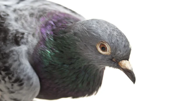 stock image Grey pigeon bird