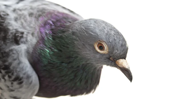 Stock image Grey pigeon bird