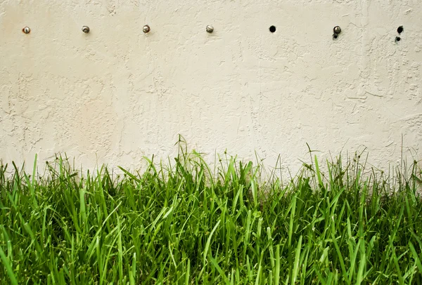 stock image Green grass against wall