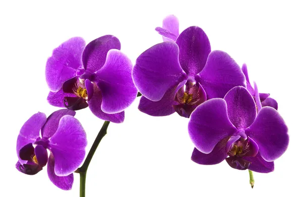 Фіолетовий орхідей Стокове Фото