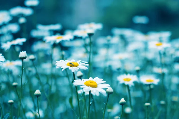 Daisy Flower — Stock Photo, Image