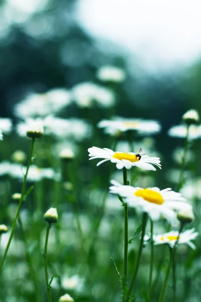 Daisy flower Stockfoto