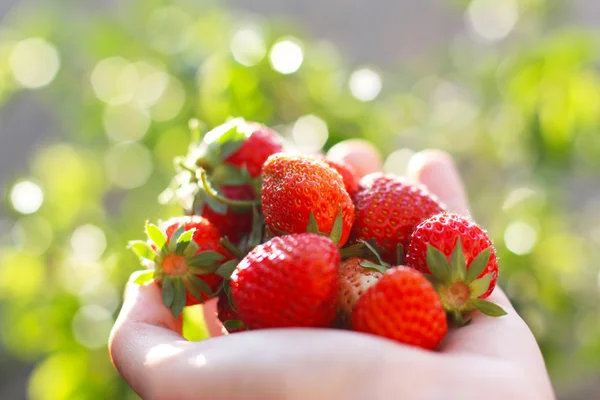 Erdbeere in der Hand Stockbild