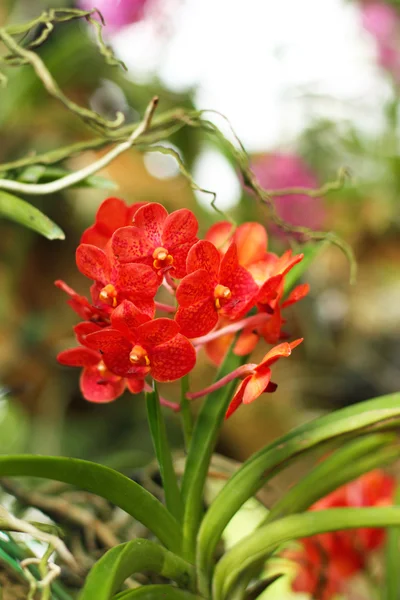 Orquídea na natureza — Fotografia de Stock