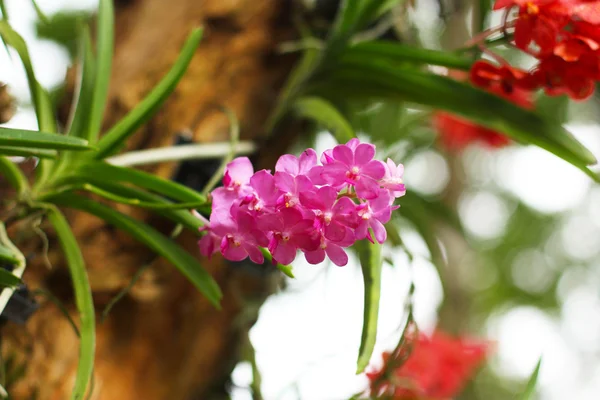 Orchidea naturale — Foto Stock