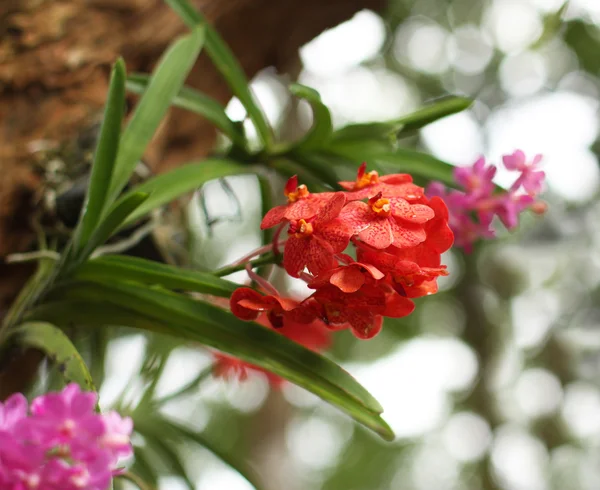 Orchid on the tree — Stock Photo, Image