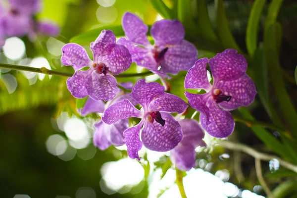 Orquídea de Vanda — Foto de Stock