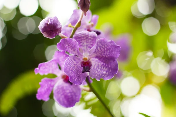 Orquídea de Vanda — Fotografia de Stock