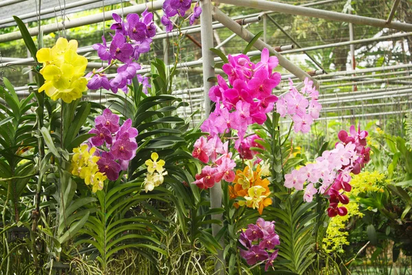 Colored orchids — Stock Photo, Image