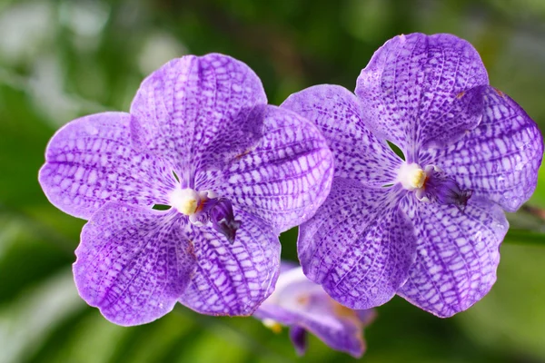 Vanda orchid — Stockfoto