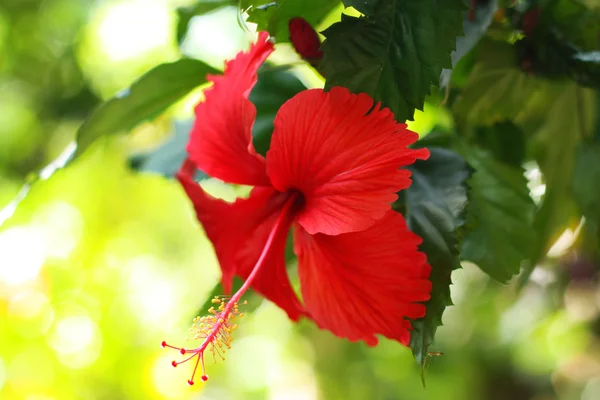 Flower Hibiscus — Stock Photo, Image