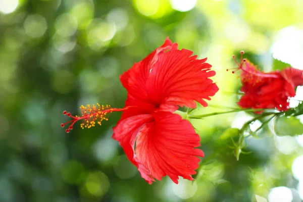 Hibisco da flor — Fotografia de Stock