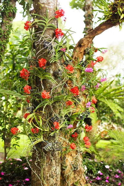 Орхидеи на дереве Стоковое Фото