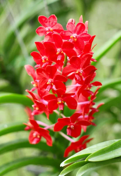Rote Orchidee Stockbild
