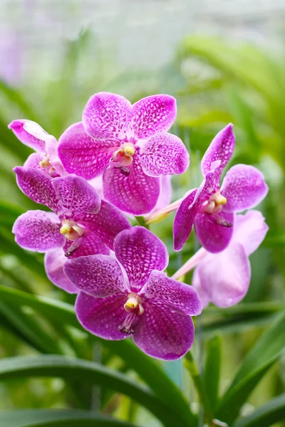 Vanda orchid Royalty Free Stock Photos