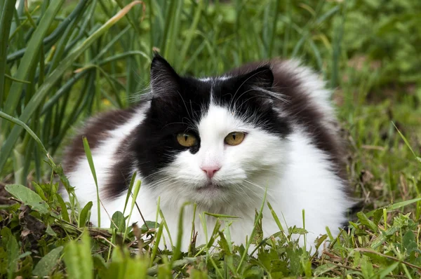 Schwarze und weiße Katze — Stockfoto