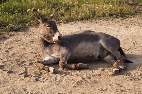 stock image Donkey