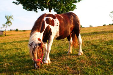 küçük pony