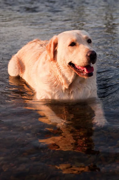 Stock image Dog lying in the water