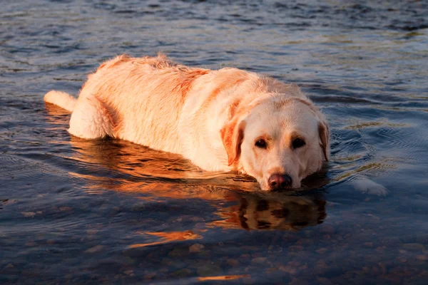 stock image Dog lying in the water