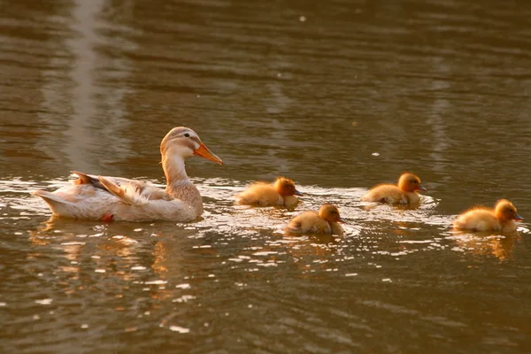 Duck and ducklings — Stock Photo, Image