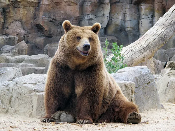 Kijkt naar ons glimlachen bruine beer — Stockfoto