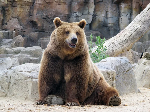 Olhando para nós sorrindo urso marrom Fotografia De Stock